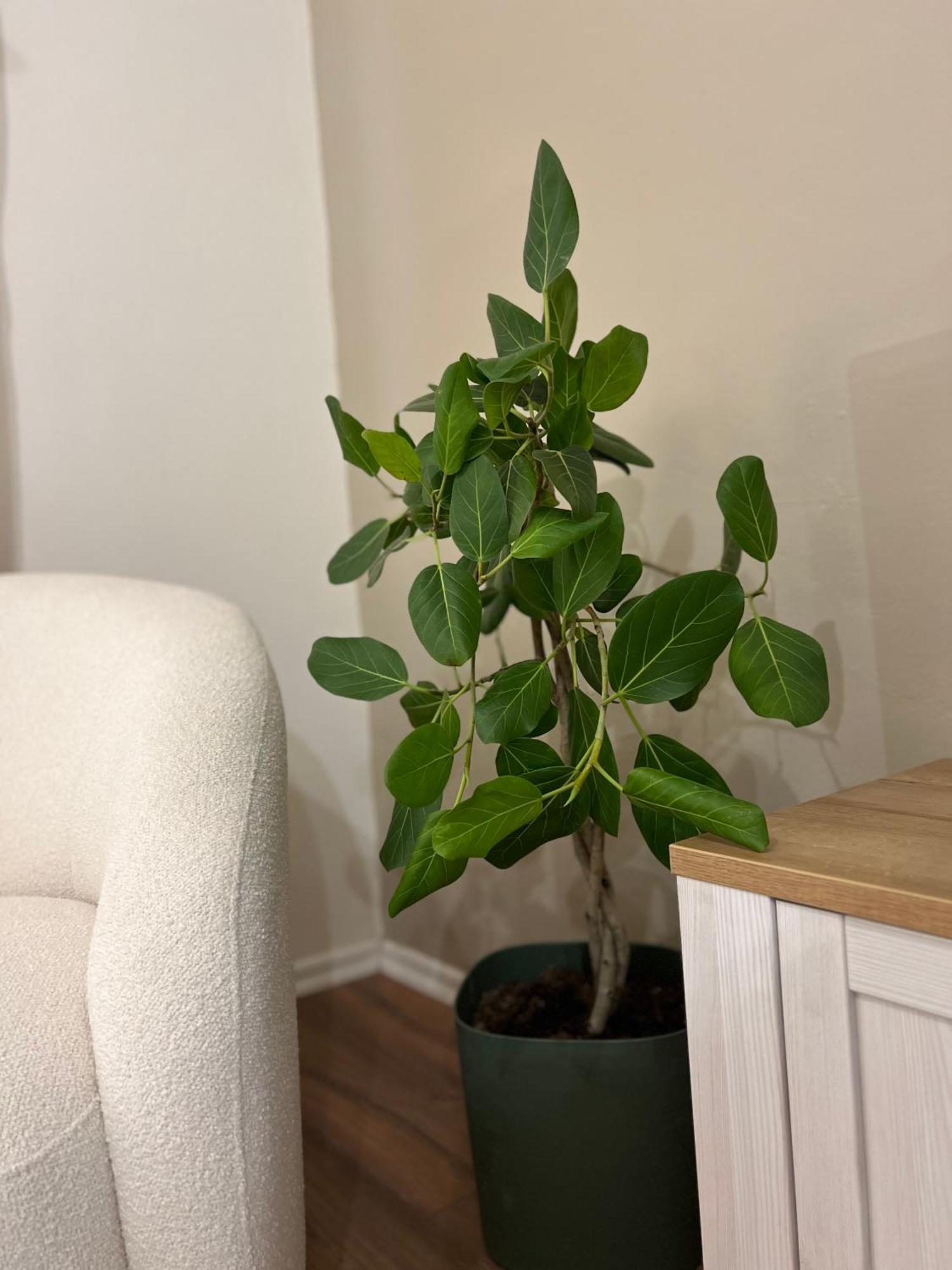 Apartment Boho Cane Tirana